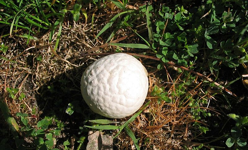 Calvatia utriformis e Amanita strobiliformis